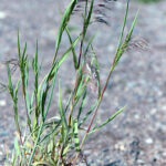 New Insights On An Old Pest Six Versions Of Downy Brome ID d In