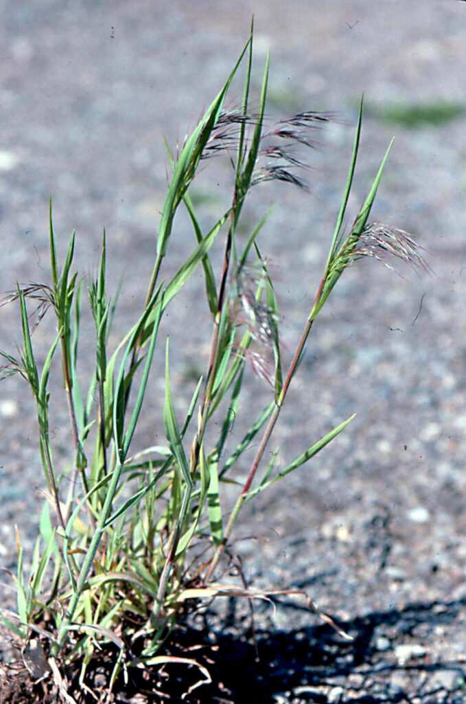 New Insights On An Old Pest Six Versions Of Downy Brome ID d In 