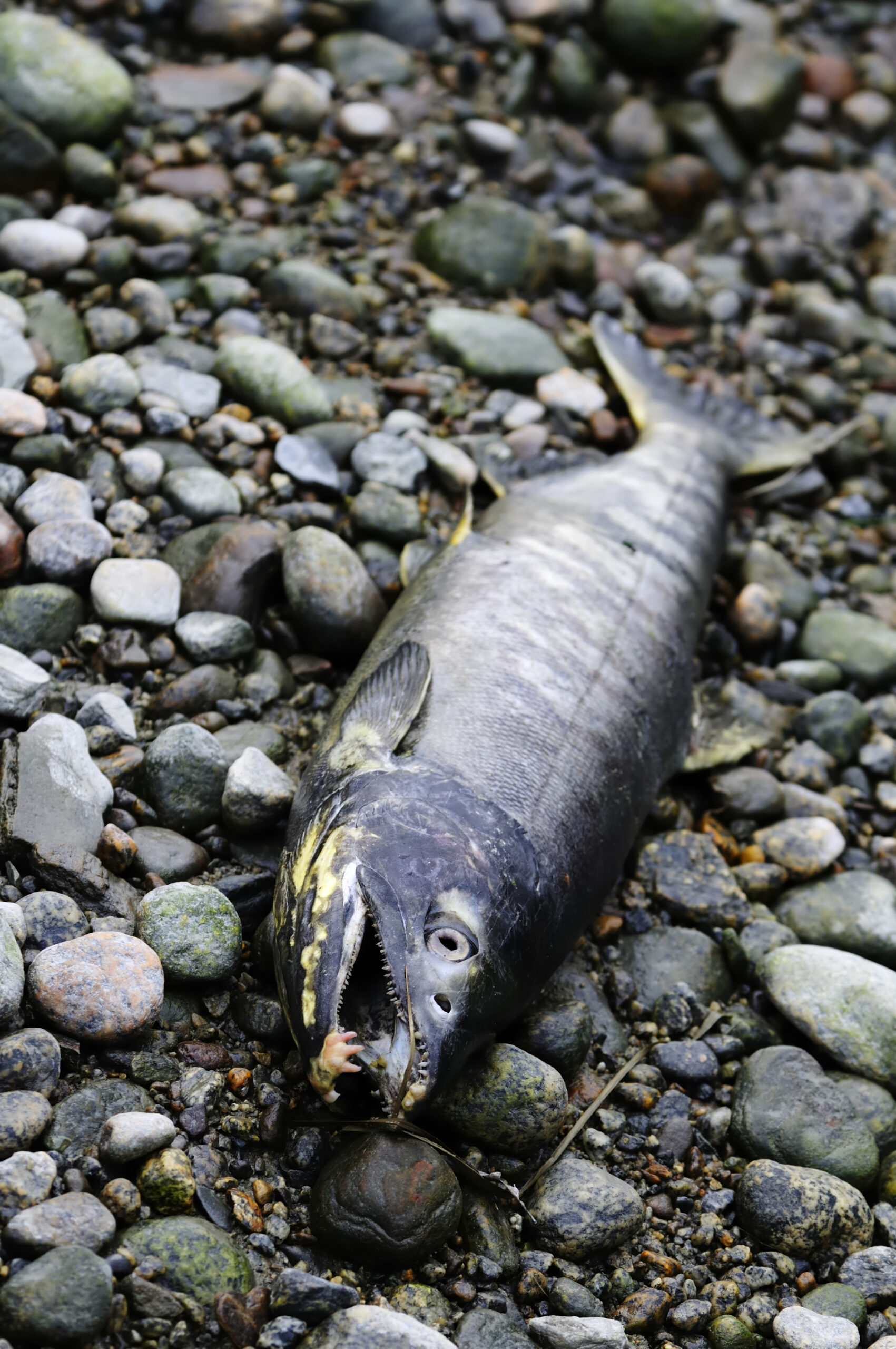 Toxic Road Runoff Kills Adult Coho Salmon In Hours College Of Toxic Road Runoff Kills Adult Coho Salmon In Hours College Of